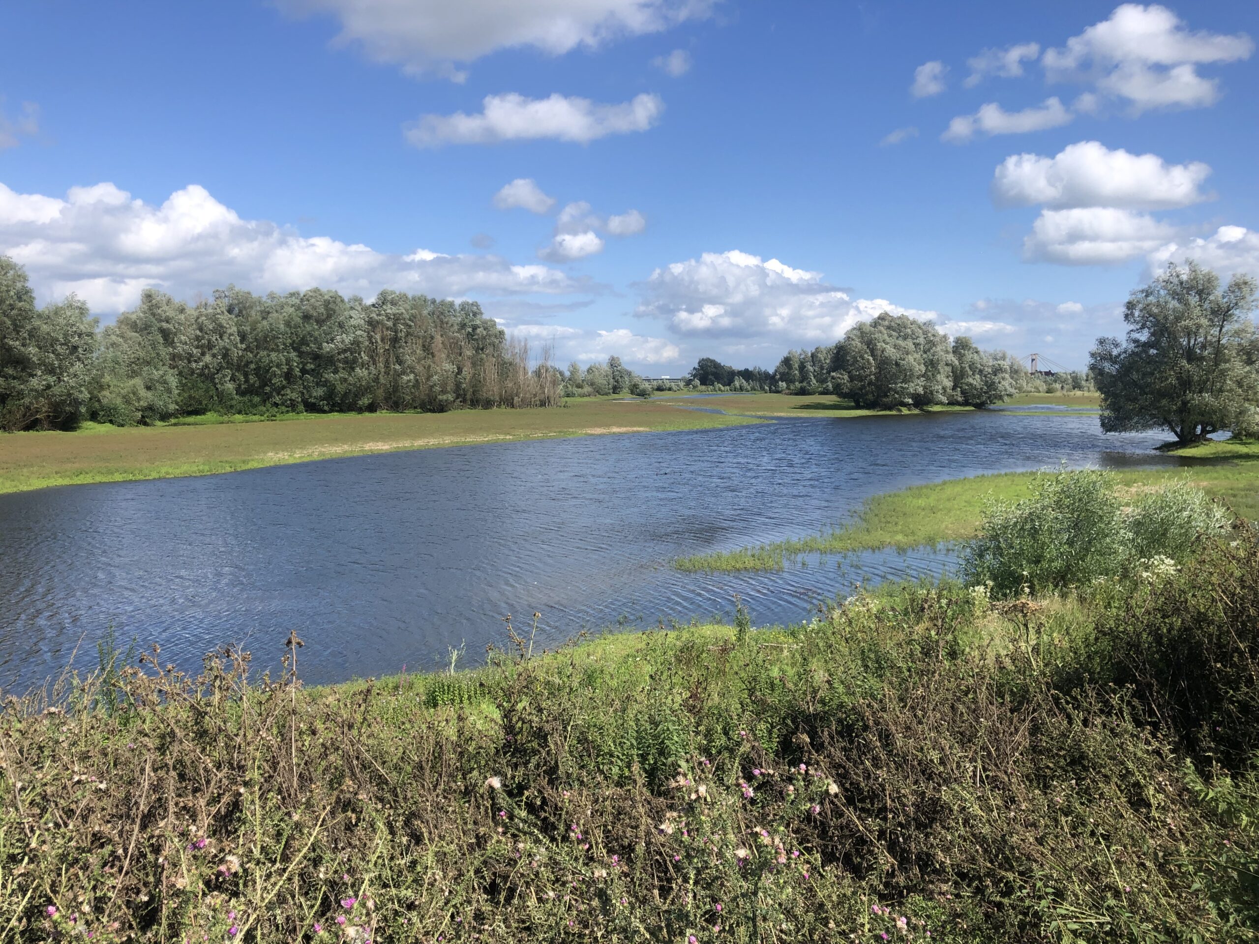 hiense waard